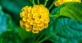 Photo of a yellow lantana flower