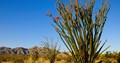 Photo of an ocotillo plant