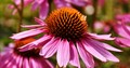 Photo of a coneflower