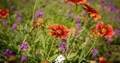 Photo of a field of wildflowers featuring Indian blanket flowers in the foreground