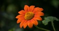 Photo of a Mexican sunflower