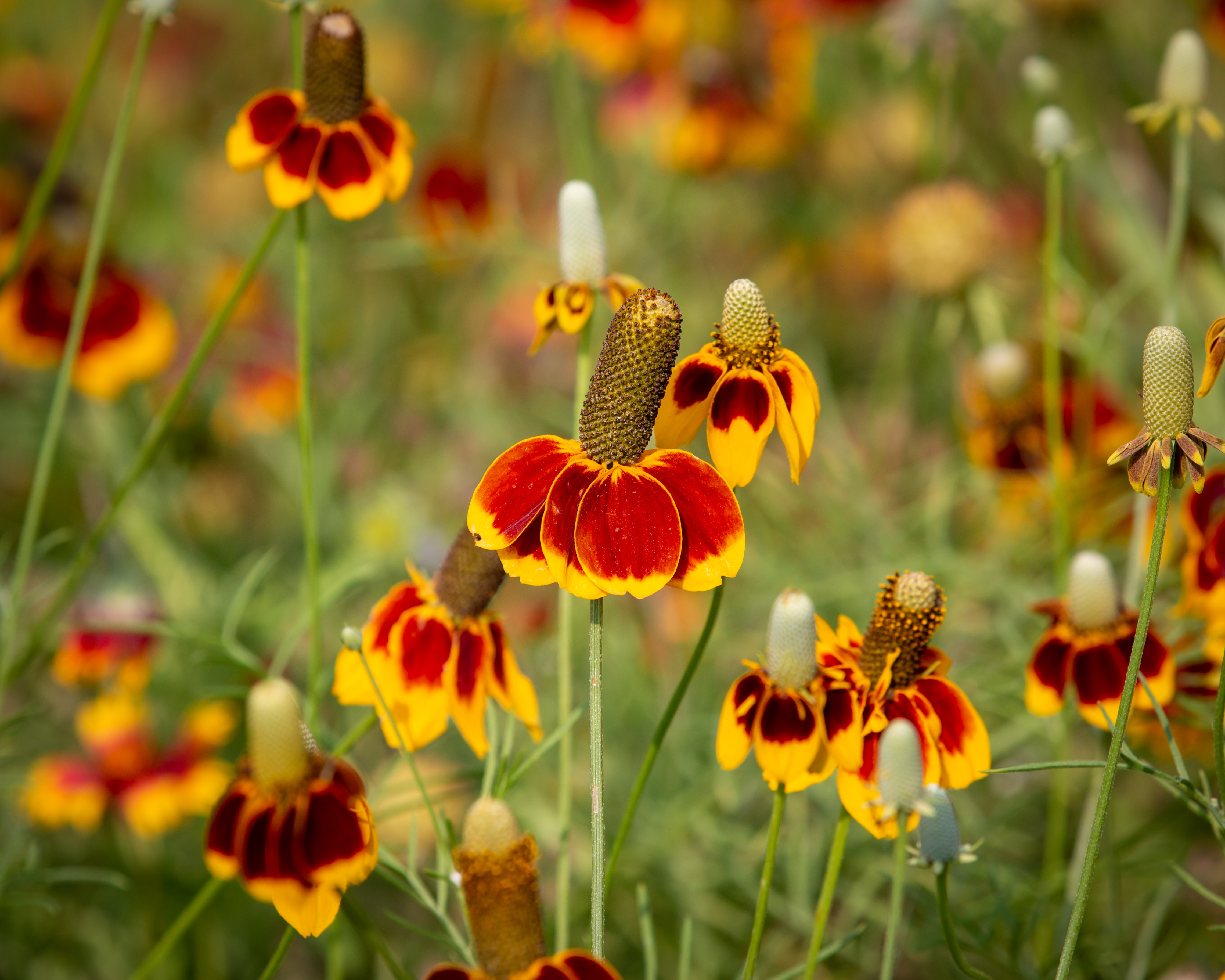Mexican Hat wildflowers