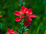 Indian Paintbrush wildflower